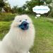 Mayerzon Adjustable Dog Muzzle - Breathable & Comfortable for Small Medium Large Dogs - Ideal for Biting Barking & Chewing (Blue Size S) - Buy Online on GoSupps.com