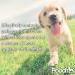 Pretty Pooch 5L Multipurpose Disinfectant - Kennel & Cattery Cleaner, Sanitiser & Deodoriser - Lavender Scent - Cruelty-Free Formula - Buy Online on GoSupps.com