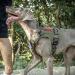 OneTigris Fire Watcher 2.0 Molle Dog Harness - XL Green Ranger | Durable Adjustable Handle & Metal Buckle for Enhanced Control | Perfect for Outdoor Adventures & International Shipping - Buy Online on GoSupps.com