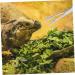 COLLBATH Reptile Feeding Clip Bearded Dragon Feeding Tongs Snake Tong Stainless Steel Silver - Buy Online on GoSupps.com
