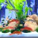 Artificial Floating Fish Decoration - 5pcs Aquarium Model for Terrarium & Landscape Crafts - Buy Online on GoSupps.com