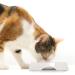 Catit Shallow Double Food Bowl - White | Sleek & Modern Design - Buy Online on GoSupps.com