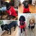 NAMSAN Dog Sweater | Warm Winter Clothes for Large Dogs | Red Button Design Hoodie | 5XL Size - Buy Online on GoSupps.com