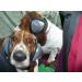 Mutt Muffs DDR337 Hearing Protection for Dogs - Large Black - Buy Online on GoSupps.com