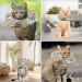Buy Tokseo Adjustable Soft Crane Cat Collar - Anti-Bite for Cats & Small Dogs | Post-Surgery & Injury Recovery - Buy Online on GoSupps.com