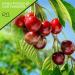 Sour Tart Cherries (16oz) - Sweetened, Sun Dried, All Natural Snack - Vegan & Kosher Certified - Buy Online on GoSupps.com