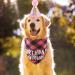 Amaxiu Dog Birthday Party Set - Bling Birthday Hat & Plaid Bandana for Small Medium & Large Dogs - Pink - Buy Online on GoSupps.com