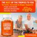 Max Strength Turmeric & Ginger Gummies | Vegan Anti-Inflammatory Supplement for Joint Pain Relief in Adults & Kids - Organic Curcumin Blend - Buy Online on GoSupps.com