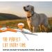 Mighty Paw Dog Grooming Scissors (2 Pack) - Professional Ergonomic Pet Scissors for Safe & Precise Grooming | Ideal for Body, Paw, and Face Hair Trimming | 2mm Stainless Steel Blades | Orange - Buy Online on GoSupps.com