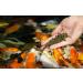 Nutramare Koi360 Swim 10 kg Summer Growth Feed - 40% Protein & Spirulina for Vibrant Colors | Premium Koi Futter Refill Bag - Buy Online on GoSupps.com