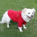 Shop Hualisiji Christmas Dog Sweater & Hoodie - Warm Lightweight Chihuahua Sweatshirt in Red (M) | Perfect Holiday Gift - Buy Online on GoSupps.com