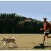 Iokheira 15m Dog Drag Line - Training Leash for All Dog Sizes with 360 Carabiner & Reflectors - Buy Online on GoSupps.com