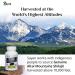 Sayan Shilajit 90 Capsules/440mg ea. Organic Supplement with High Fulvic Acid Content to Support Your Immune System, Bolster Energy, and Naturally Cleanse Non-GMO, No Fillers - Buy Online on GoSupps.com
