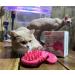 PETCYY Cat Brush Shedding Grooming | Soft Massage Tongue Brush for Cats | Mimics Mama Cat Licking | Comforting Pet Gift (Rose Red) - Buy Online on GoSupps.com