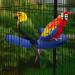 TeTupGa U Shape Parrot Perch Stand Toy - Blue Large | Cage Accessories for Conure, Budgie, Cockatiel | Paw Grinding Clean Stick, Exercise Platform - Buy Online on GoSupps.com