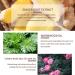 Plant Massage Oil Turmeric Oil for Arthritis & Pain Relief Relaxing Warming Wormwood Ginger Essential Oil Organic Rosemary Oil Moisturizing Body Oil Promote Blood Circulation (2PCS) - Buy Online on GoSupps.com