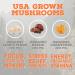 Adaptogenic Mushroom Espresso Coffee with Organic Lions Mane, Reishi & Cordyceps - Focus, Stress Relief, Energy & Immunity | Keto Friendly, Sugar Free | Premium Arabica & Robusta Beans | Immune Booster - 100g - Buy Online on GoSupps.com