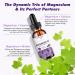 GREENPEOPLE Magnesium Glycinate Liquid Drops - 1000mg 5-in-1 High Absorption Liquid Magnesium for Sleep with D3/K2/B6 | Fast-Acting Bone Muscle & Sleep | Sugar-Free Grape Flavor 2fl Oz Grape 2 Fl Oz (Pack of 1) - Buy Online on GoSupps.com