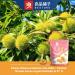 Bestore Whole Roasted & Peeled Chestnuts - Fried & Cooked Chestnut Kernels Snack Nuts 2PACK 5.64 oz - Buy Online on GoSupps.com