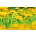 Weleda Baby Calendula Bath 200 ml - Buy Online on GoSupps.com