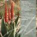 JDBotanics Aloe Ferox Gel | 20x More Potent than Aloe Vera | Hydrating & Soothing Make Up Primer | Post-Microneedling Treatment and Microcurrent Gel | Promotes Healing Reduces Redness (5.07 oz) 1 Fl Oz (Pack of 1) - Buy Online on GoSupps.com