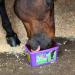 Likit Paddock 8kg | Horse Lick with Essential Vitamins & Minerals | Added Benefit of Garlic Yeast & Oils | 8kg - Buy Online on GoSupps.com