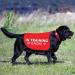 Buy HOLLP Training Dog Jacket Vest - Medium Safety Vest for Dog Walking & Training - Comfortable & Durable - Buy Online on GoSupps.com
