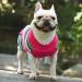 SKXEO Pink Striped Pet Dog Sweater False Pockets Puppy Cat Autumn Winter Clothes Warm Jumper Coat Knitwear Jumpers Clothes for Small Medium Large Dogs XXL XX-Large Pink Striped - Buy Online on GoSupps.com