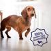 Petpost | Dental Solution for Dogs - Water Additive That Eliminates Bad Breath - Dirt  Gunk  and Tooth Buildup Gone - Natural Tooth Cleaning Solution 16 Fl Oz (Pack of 1) - Buy Online on GoSupps.com