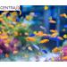 Centra24 Premium Fish Feed 1L - Nutrient-Rich Flakes for All Decorative Freshwater Fish | Preservative-Free Vitamins | Aquarium Essentials - Buy Online on GoSupps.com