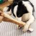 Intelligence Toys for Dogs | Plush & Sniffing Toys for All Breeds | Enhance Playtime & Learning - Buy Online on GoSupps.com