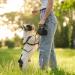Pinenuts Small Dog Treat Bag 2 Pack Dog Training Treats Pouch Pet Puppy Dog Walking Bags Pocket with Mezzanine and Carabiner - Buy Online on GoSupps.com