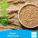 1kg Organic Wheat Grain | Certified Organic by Fenbrook Organic - Buy Online on GoSupps.com