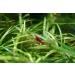 Seachem Purigen 250ml - Premium Aquarium Water Purifier - Buy Online on GoSupps.com