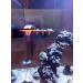 Aqualuri Coral Holder with Magnet | Coral Rack for Aquariums | Fluorescent Coral Offshoot Board | International Shipping Available - Buy Online on GoSupps.com