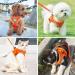 Zhenle Adjustable Reflective Cat Dishes Set with Leash - XS Orange Cat Collar & Bowl Bundle for International Shipping - Buy Online on GoSupps.com
