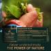 Tupi Tea Horny Goat Extract Maca Root Tribulus Terrestris Muira Puama Supplement - Performance & Wellness Support for Men & Women - Buy Online on GoSupps.com