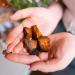 Chaga Health Chaga Pilz Brocken Bio - Organic Wild Chaga Mushrooms from Estonia | 100g Antioxidant-Rich Chunks for Chaga Tea & Coffee - Buy Online on GoSupps.com