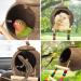Hanging Coconut Bird House with Ladder - Natural Fiber Shell Nest for Birds - Swing Toys & Accessories for Parakeets, Finches & Canaries - Buy Online on GoSupps.com