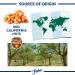 Fisher California Grown Walnut Halves & Pieces - 32 oz, Unsalted, Gluten Free, Non-GMO, No Preservatives - 2 lb Pack - Buy Online on GoSupps.com