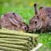 Buy Hutvd 250g Timothy Hay Sticks for Rabbits Hamsters & Small Pets - Dental Care Chew Toys - Buy Online on GoSupps.com