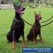 Pawaboo Dog Halter - Adjustable Reflective Nylon Training Harness for Small Dogs - Pet Safe Control - Purple Violet - Buy Online on GoSupps.com