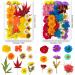 141PCS Real Nature Dried Pressed Flowers for Resin Mold - DIY Jewelry, Nail Art & Scrapbook Decor - Buy Online on GoSupps.com