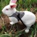 Wosume Rabbit Leash & Clothes - Cotton Accessories for Small Rabbits | International Shipping - Buy Online on GoSupps.com