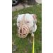 Genuine Leather Dog Muzzle for American Bully Bully XL and other similar snout (Natural Leather AB4) Natural Leather AB4 - Buy Online on GoSupps.com