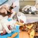 3PC Catnip Fish Toys - 21cm Interactive Cat Toys for Play | Simulation Fish for Cats - Buy Online on GoSupps.com