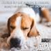 Pro-Kleen MAXPLUS Carpet Shampoo & Upholstery Cleaner Premium Formula to Remove Dirt & Stains Removes Pet Odours Suitable for all Machines (Citrus & Cedar 2 x 5 Litres) - Buy Online on GoSupps.com