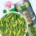 Lotus Seed Core Tea for Men Liver and Kidney Care Tea Natural Lotus Seed Heart Tea Lian Zi Xin Tea Men's Essentials Pure Chinese Herbal Tea (1box) - Buy Online on GoSupps.com