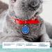 Personalized Ibera Gifts for Medium to Large Cats - Round Shape Cat Collar with Engraved Name & Address | Blue Glitter Design - Buy Online on GoSupps.com