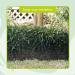 Homarden 13ft Cat Scat Mat with Spikes - Indoor/Outdoor Training Mat for Cats - Includes 12 Garden Staples for Pet Deterrent - Buy Online on GoSupps.com